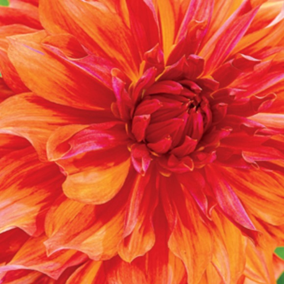 Meet your Posher, B - Picture 1 of 1